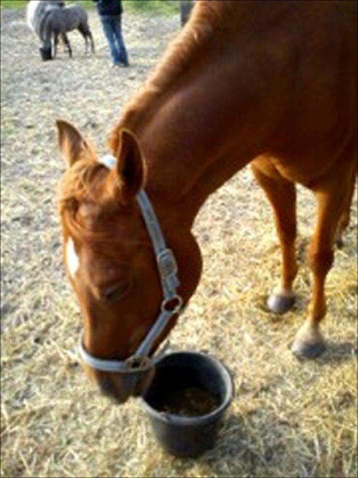 Arabisk fuldblod (OX) Ghazal Al Bahir OX - Mmmm mad!:) billede 4