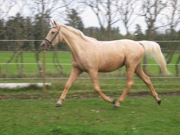 Palomino Kærgaardens Ripasso - Knap 2 år gammel i fri trav billede 12