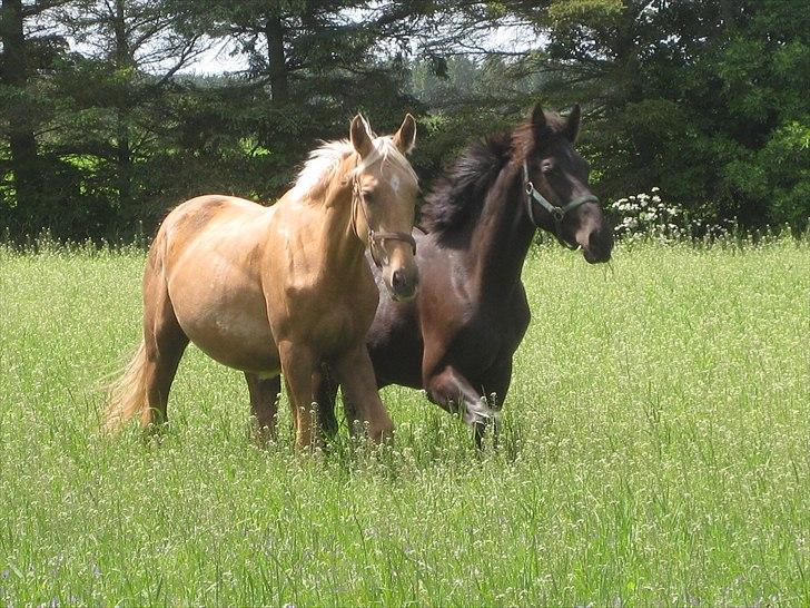 Palomino Kærgaardens Ripasso - Knap 2 år billede 14