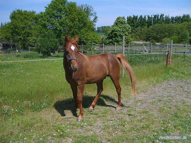 Arabisk fuldblod (OX) Ghazal Al Bahir OX billede 6