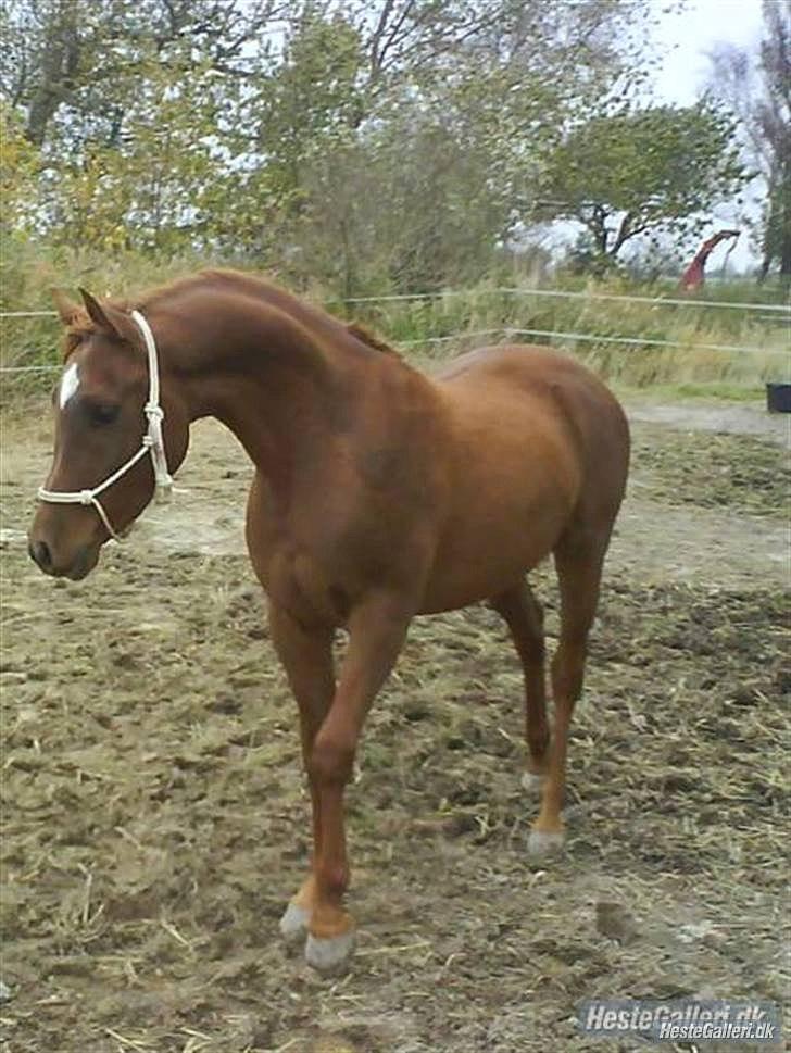 Arabisk fuldblod (OX) Ghazal Al Bahir OX billede 8
