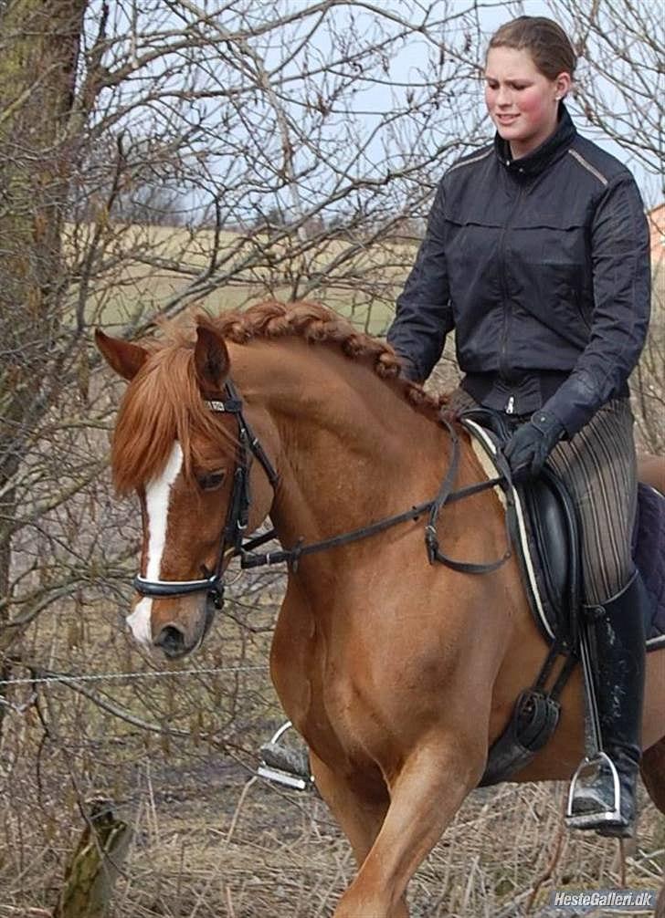 Welsh Cob (sec D) Fjordglimts Martino billede 2