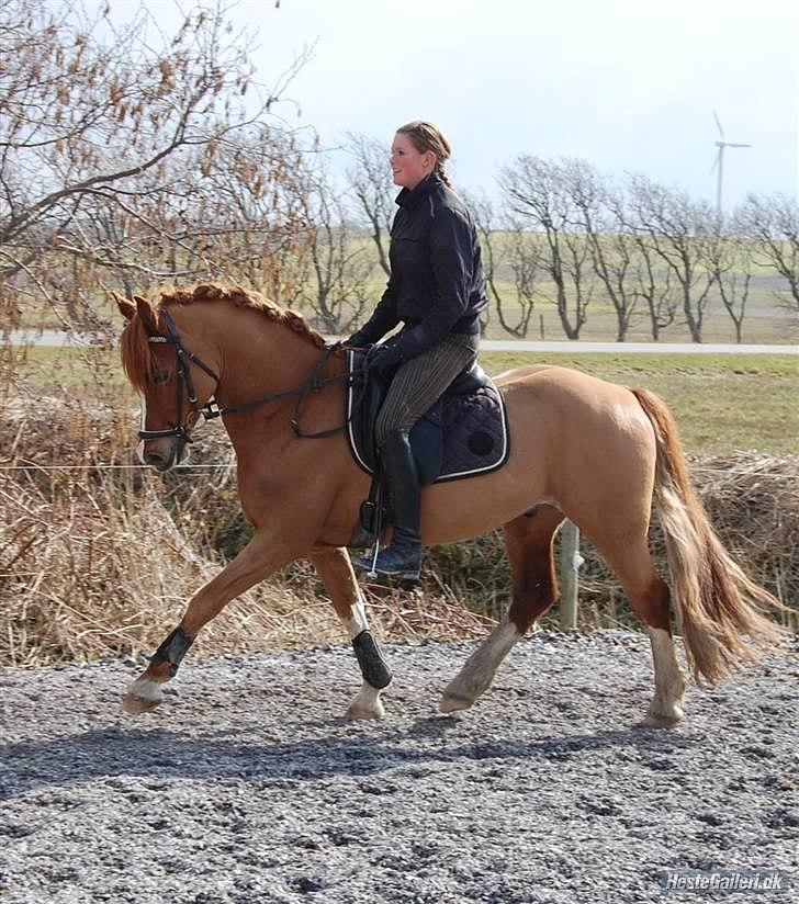 Welsh Cob (sec D) Fjordglimts Martino billede 3