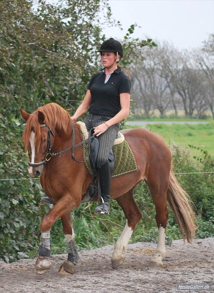 Welsh Cob (sec D) Fjordglimts Martino billede 4