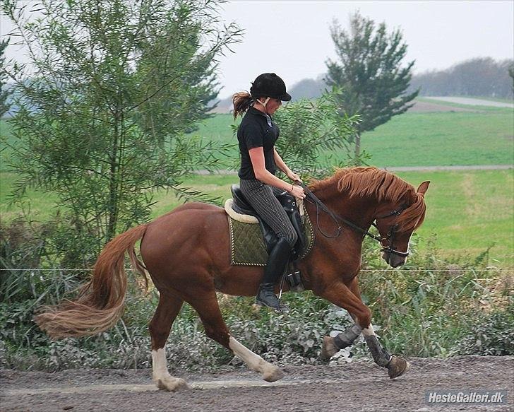 Welsh Cob (sec D) Fjordglimts Martino billede 5