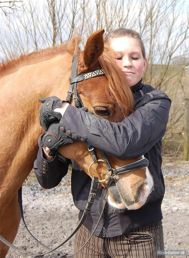 Welsh Cob (sec D) Fjordglimts Martino billede 6