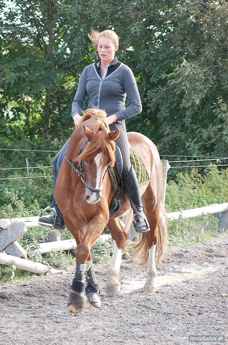 Welsh Cob (sec D) Fjordglimts Martino billede 7