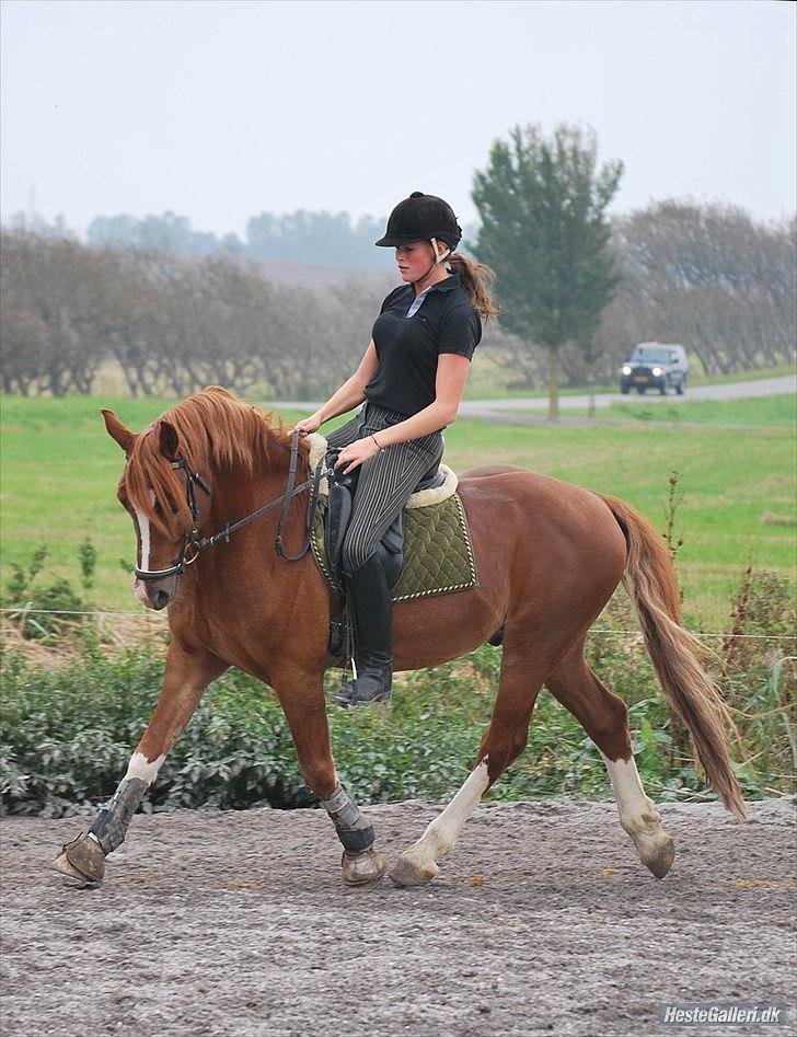 Welsh Cob (sec D) Fjordglimts Martino billede 8