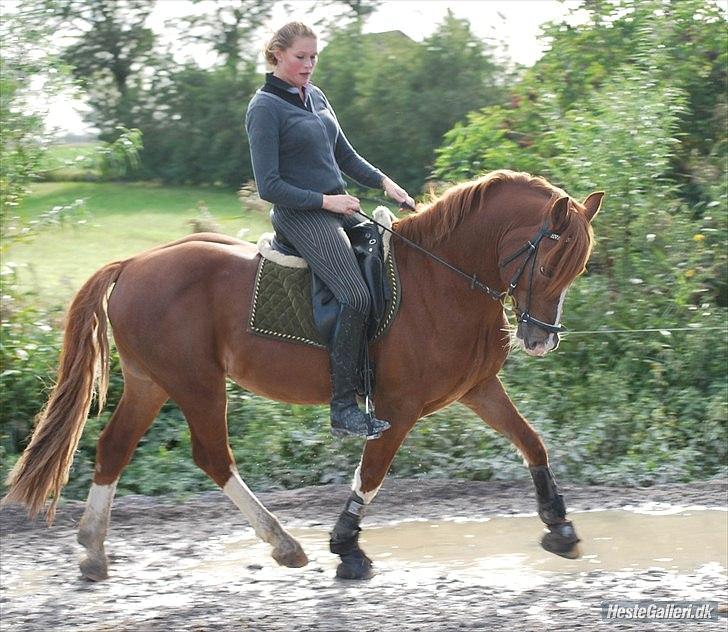 Welsh Cob (sec D) Fjordglimts Martino billede 9