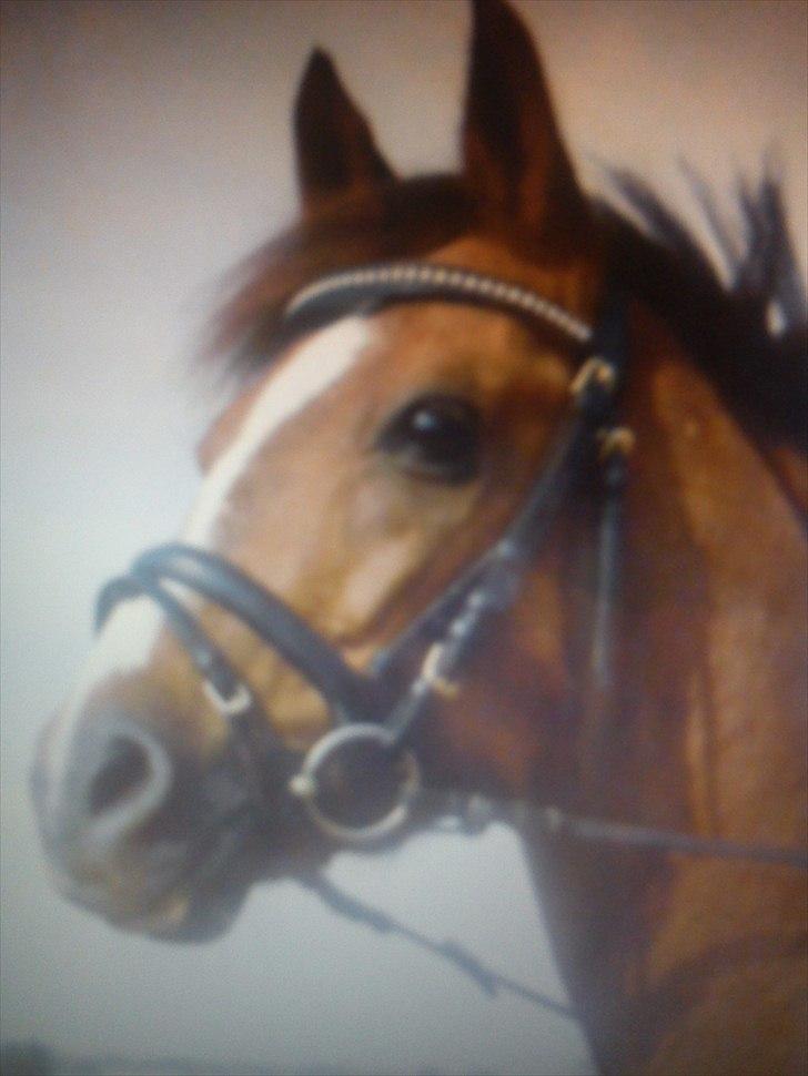 DSP Rob Roy - Min elskede pony(:  billede 1