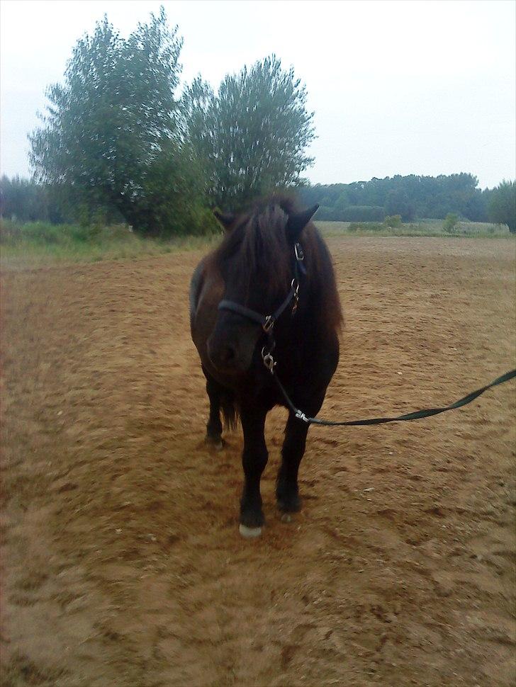 Shetlænder Samson <3 RIP <3 - Mors sorte stolthed <3 billede 13