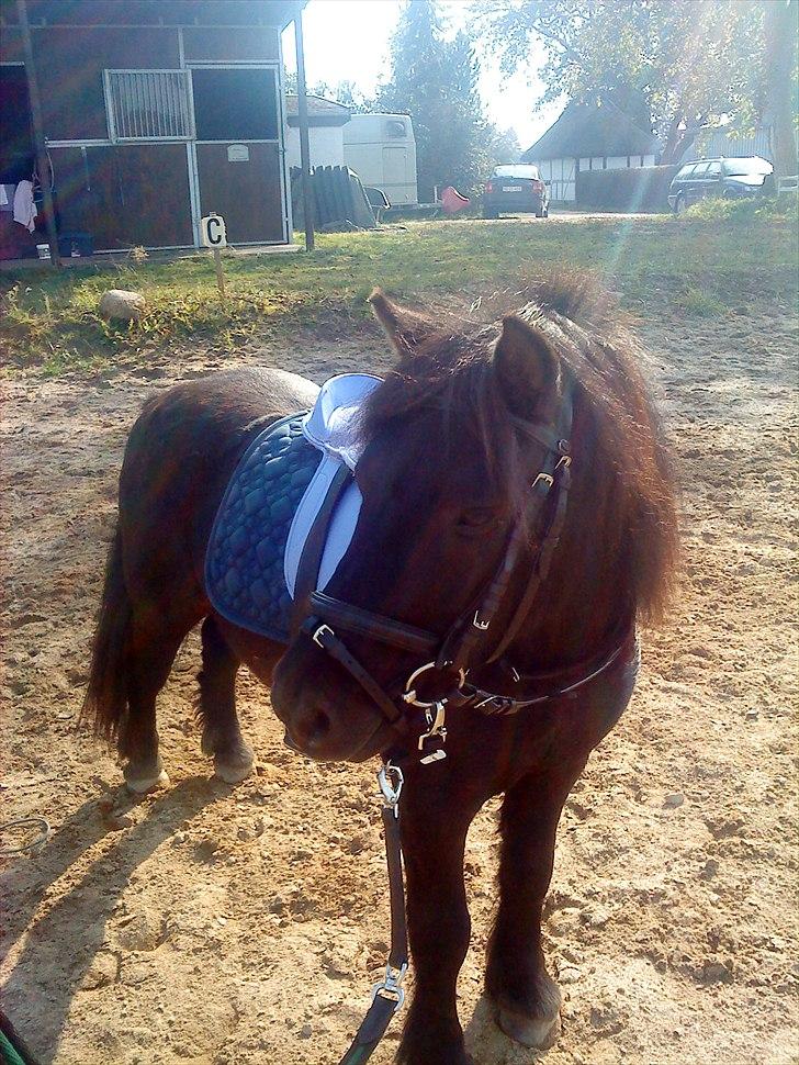 Shetlænder Samson <3 RIP <3 - Så fin du er med dit nye udstyr ;) billede 14