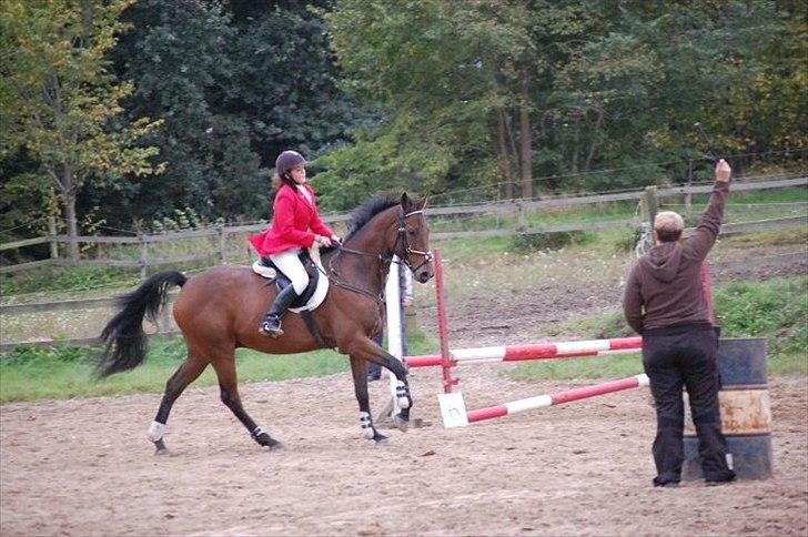 Dansk Varmblod Fiocio  - Til stævne , 80 cm ..  billede 11