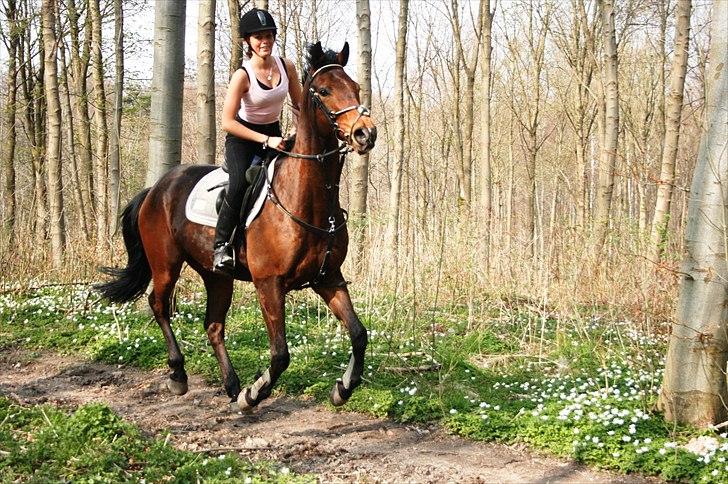 Dansk Varmblod Fiocio  - Skoven april 2011 billede 12