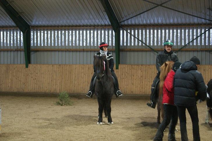 Islænder Djákni frá Enni SOLGT billede 10