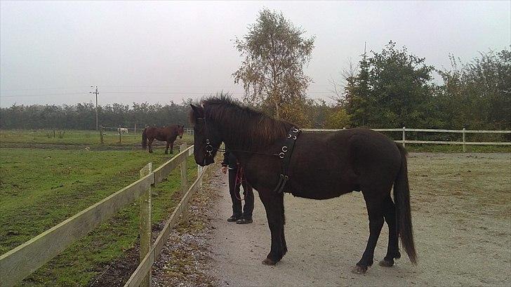 Islænder Djákni frá Enni SOLGT billede 11