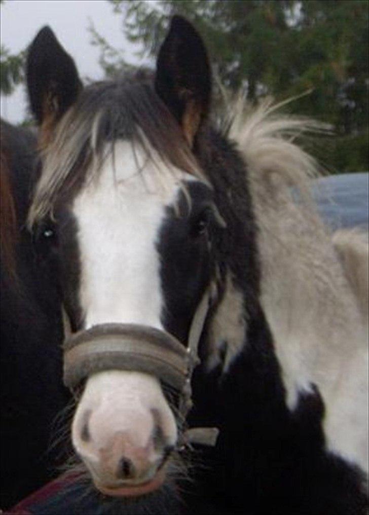 Tinker Solgaardens miss wicki - Wicki som føl <3 billede 11