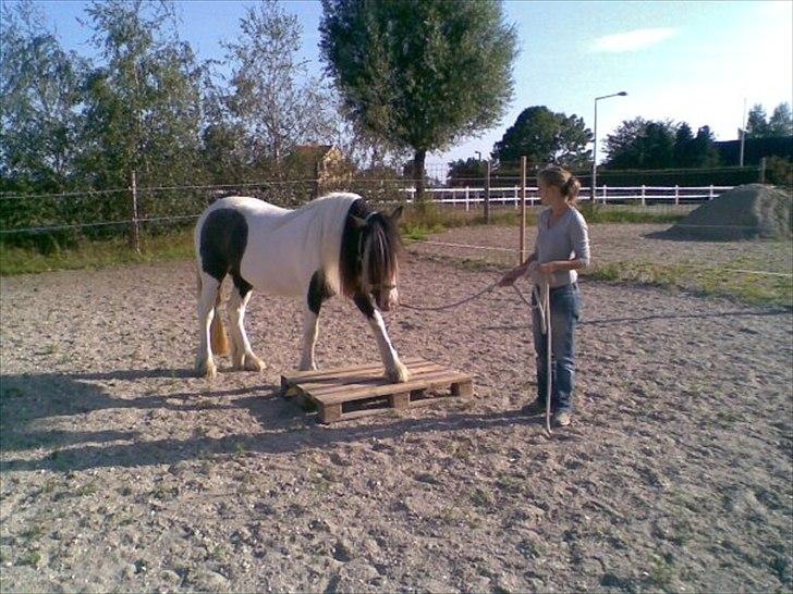 Tinker Solgaardens miss wicki - Lidt agilityleg i sommervarmen 2009 - Hun er ca. 2 år på billedet billede 12