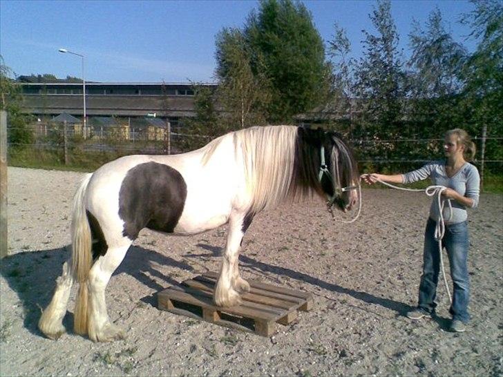 Tinker Solgaardens miss wicki - Lidt agilityleg i sommervarmen 2009 - Hun er ca. 2 år på billedet billede 13