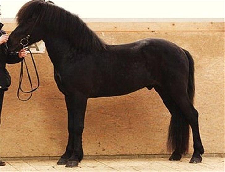 Islænder Helmingur frá Bratthólti  - Til bygnings bedømmelse.  billede 1