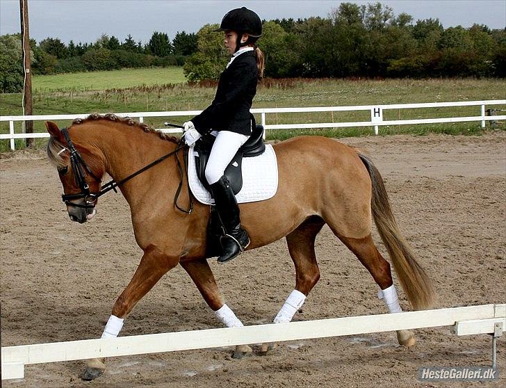 New Forest Firfod Flittiglize - klubmesterskab  rvv d. 25/9-10 Billedet er taget af: brine team gadehøj billede 16