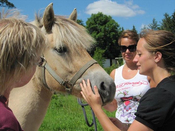 Fjordhest Mosegårdens Fornax - Fornax den 7/7-2010 - den dag prinsessen blev min... elsker dette billede, synes det siger rigtig meget! billede 1