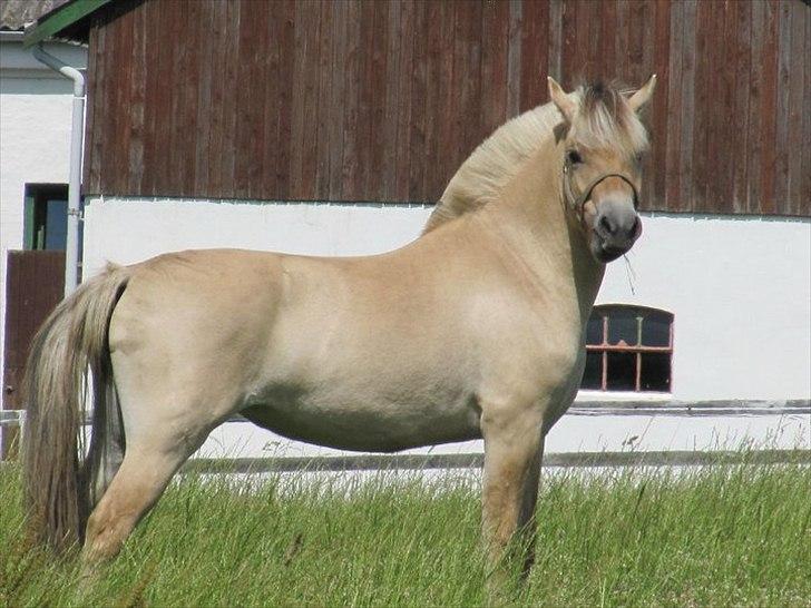 Fjordhest Mosegårdens Fornax billede 3