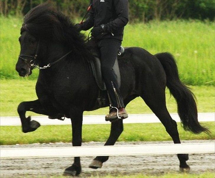 Islænder Helmingur frá Bratthólti  - Kåring i tölt - uden vægt eller andet!  billede 7