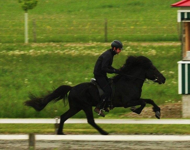 Islænder Helmingur frá Bratthólti  - Sejt!  billede 10