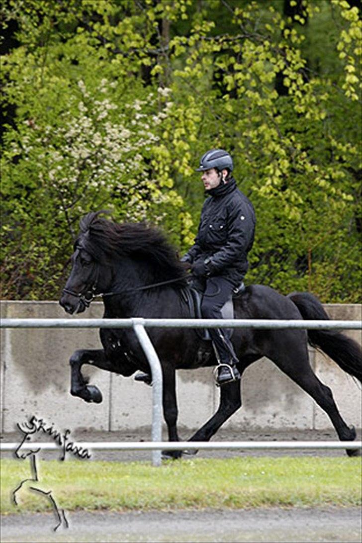 Islænder Helmingur frá Bratthólti  - Tölt til kåring i Tyskland.  billede 12