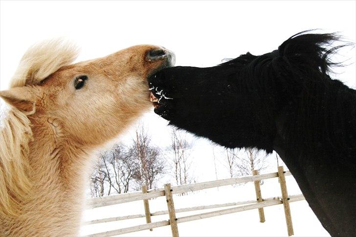 Islænder Helmingur frá Bratthólti  - Helmingur på fold med Jökull.  billede 15