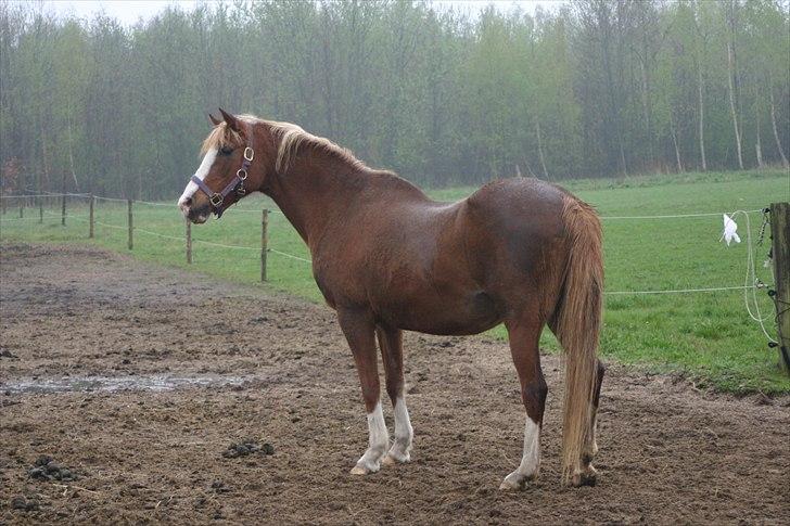 Anden særlig race |Pippi*Aflivet*| - den dag hun så alt, den dag der var bedst for du og jeg|FOTO:Henriette K(mor)| billede 8
