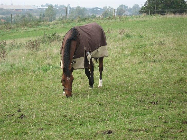 Dansk Varmblod Sundancer billede 2