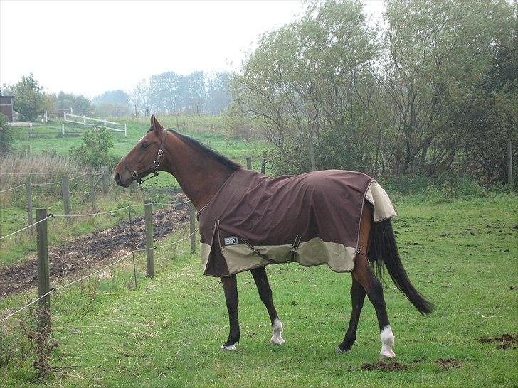 Dansk Varmblod Sundancer billede 3