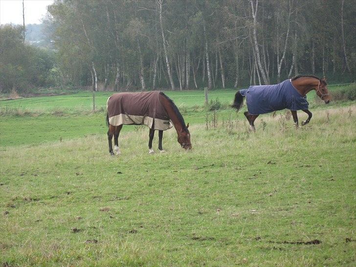 Dansk Varmblod Sundancer billede 4