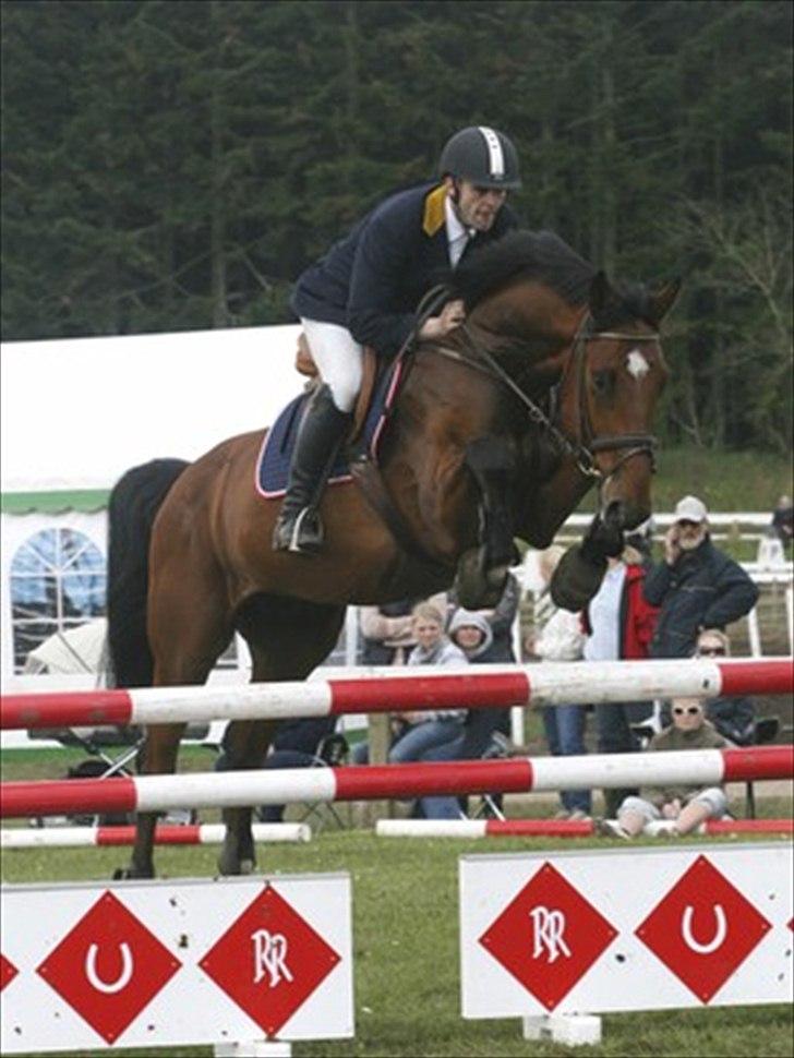 Dansk Varmblod Sundancer billede 5