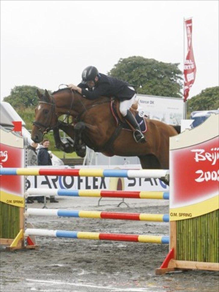 Dansk Varmblod Sundancer billede 6