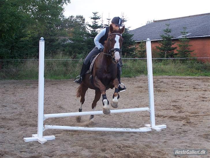 Dansk Varmblod KAWAN - 2009. billede 1