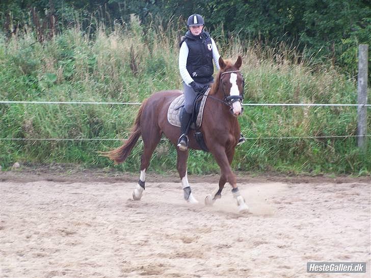 Dansk Varmblod KAWAN - 2009. billede 2