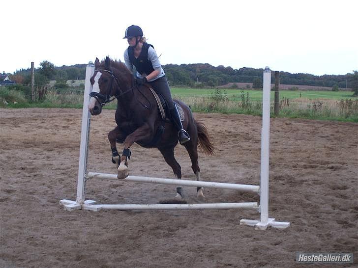 Dansk Varmblod KAWAN - 2009. billede 3