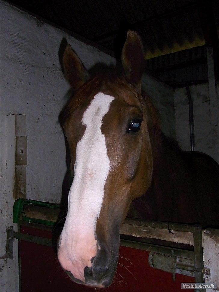 Dansk Varmblod KAWAN - 2010. billede 4