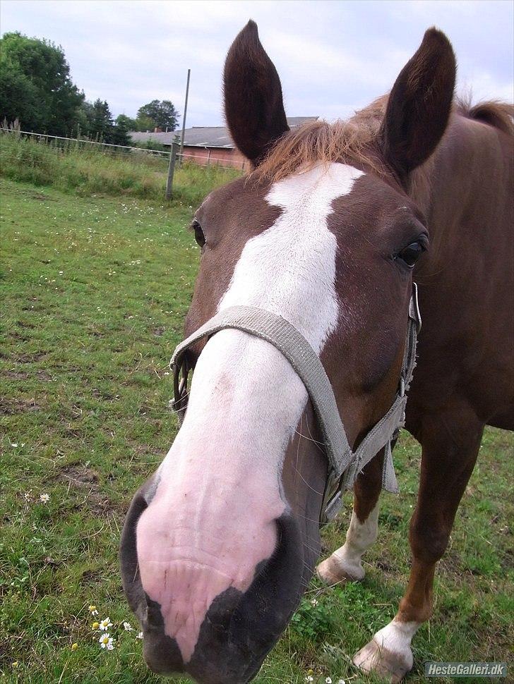 Dansk Varmblod KAWAN - 2010. billede 5