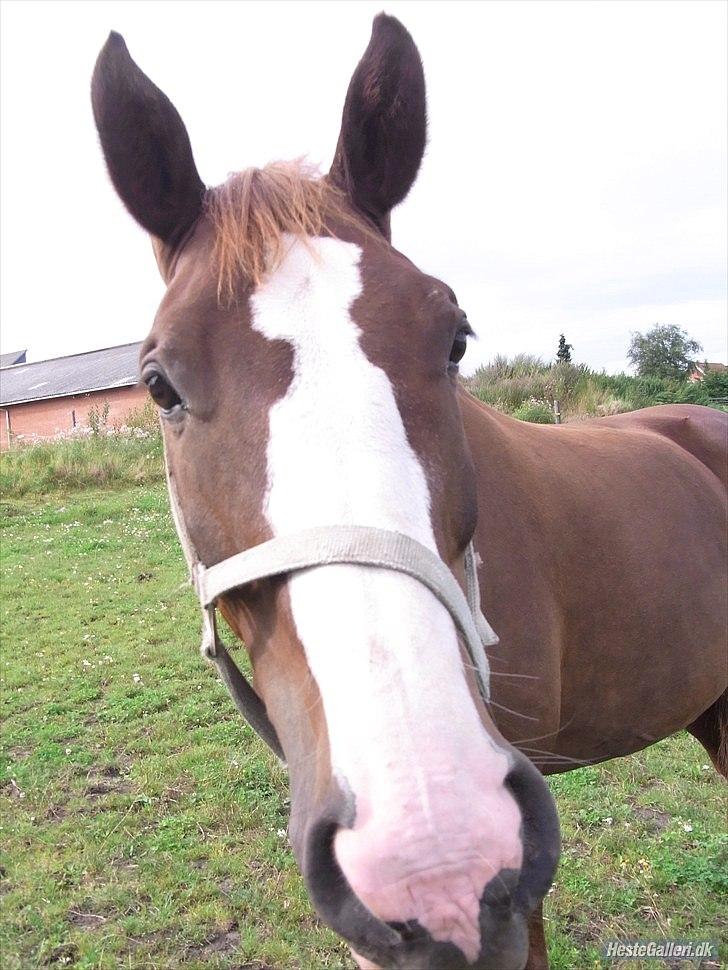 Dansk Varmblod KAWAN - 2010. billede 6