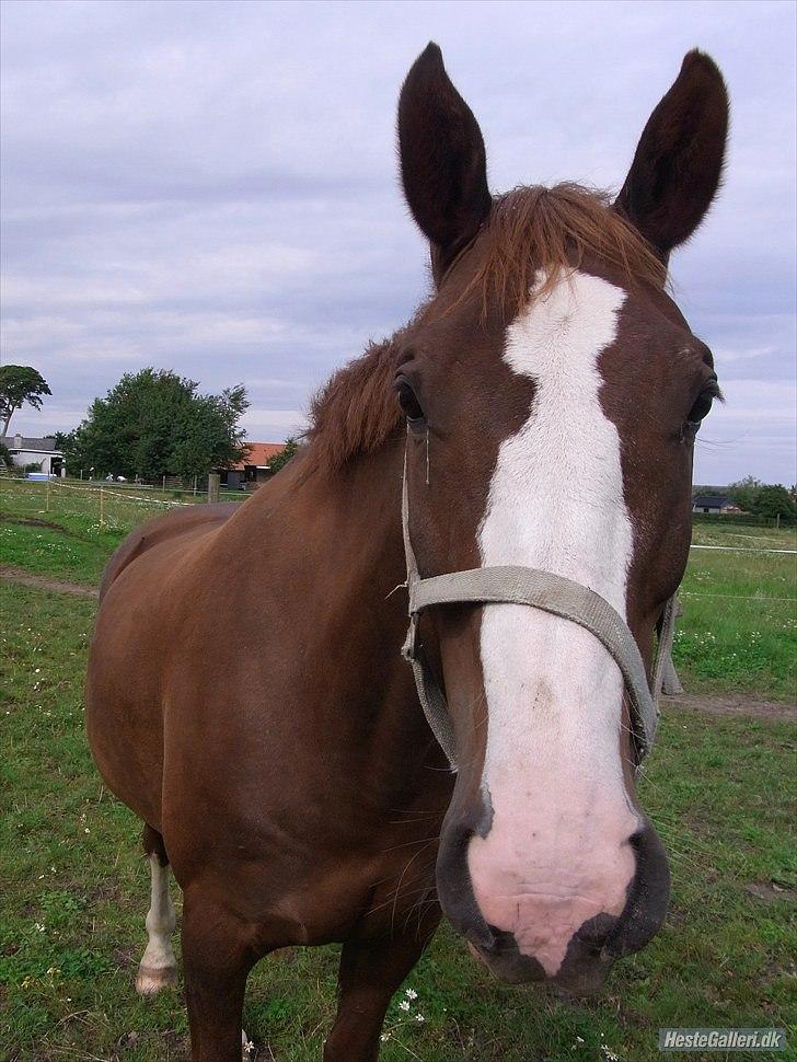 Dansk Varmblod KAWAN - 2010. billede 7