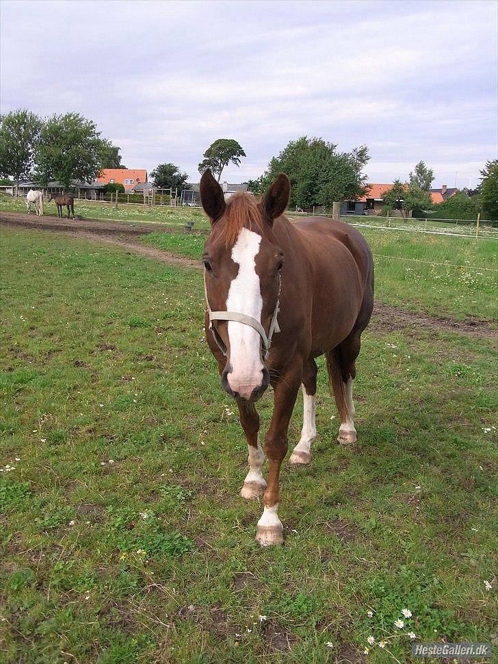 Dansk Varmblod KAWAN - 2010. billede 8