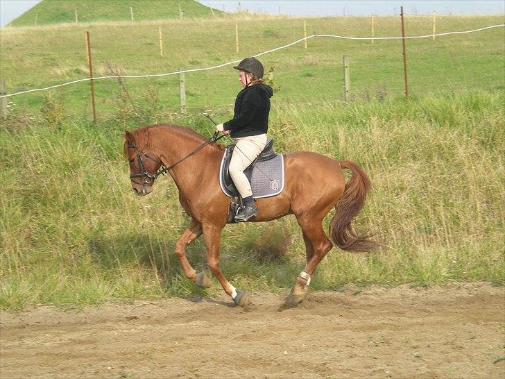 Dansk Varmblod Lysthøjgaards Camaro - Camaro og jeg i efteråret 2010 billede 6