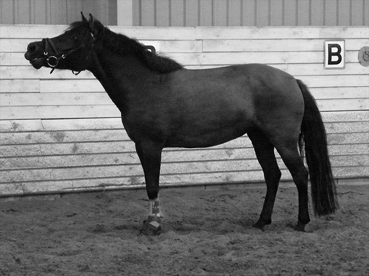 Konik Polski Flicka - SOLGT. - Flicka i profil! :) billede 1