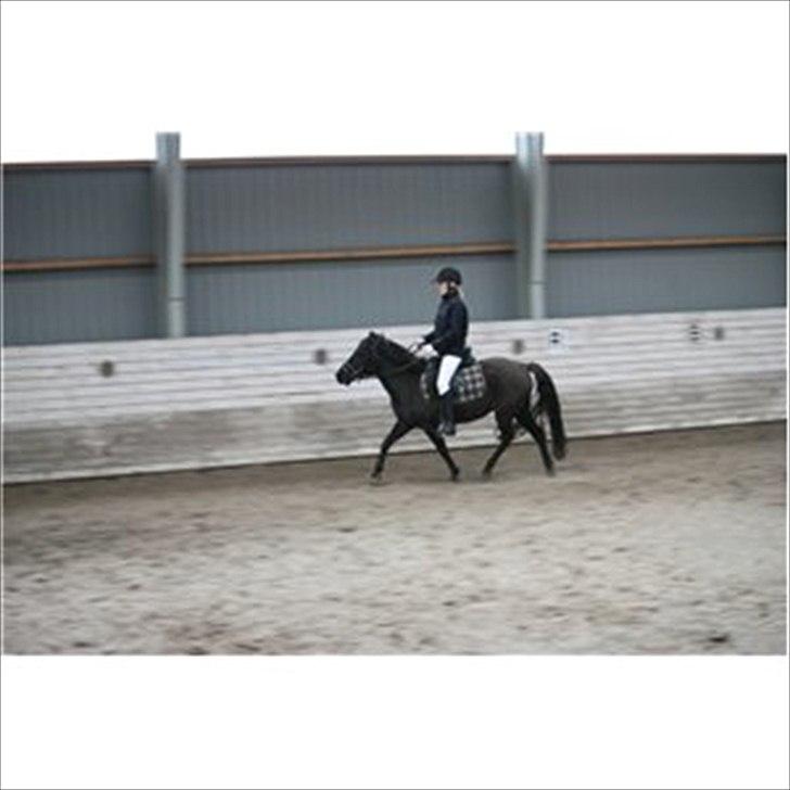 Konik Polski Flicka - SOLGT. billede 9