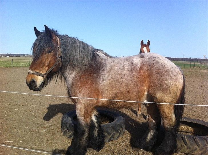 Belgier Odin(Nils Tjer-Rildmoseg) - Smukke min.... April 2011 billede 16