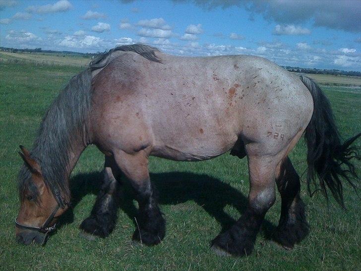 Belgier Odin(Nils Tjer-Rildmoseg) - Sep 2010 billede 18